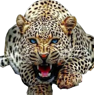  Wild Cat Transparent Image Free Png Images Jaguar Png Cat With Transparent Background