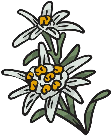  Edelweiss National Flower Switzerland Illustration Edelweiss Png Flower Illustration Png