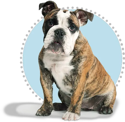  English Bulldog Petplan Size Olde English Bulldog Png Bulldog Png