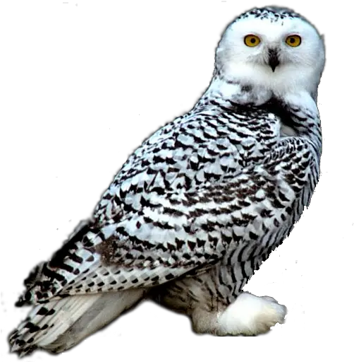  Snowy Owl Png Transparent Image Transparent Snow Owl Png Owl Transparent