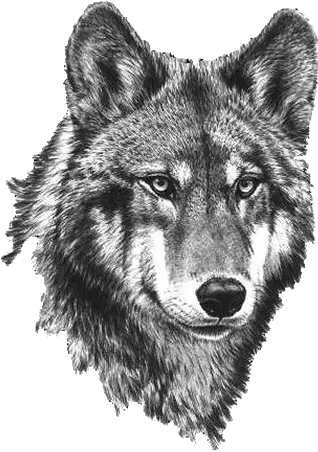  Wolf Png Image Download