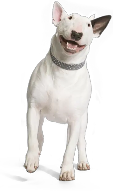  A Comfortable Recovery Dog Smiling Png Transparent Dog Png