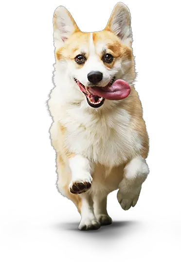  Download Corgi Dog Transparent Small Dog Png Dog Png