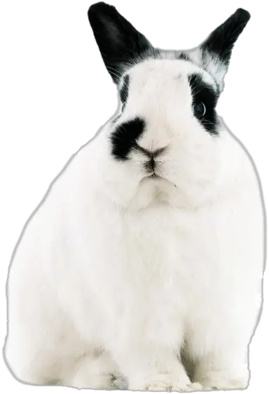  White Rabbit Png Free Pic