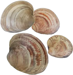  Clams Seafood Products Buy Fresh From Florida Baltic Macoma Png Clam Png