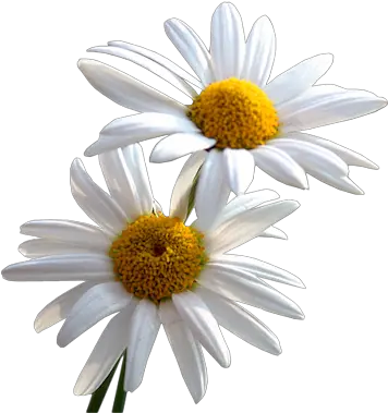  Daisy Png Images Transparent Free Daisy Daisy Transparent Background