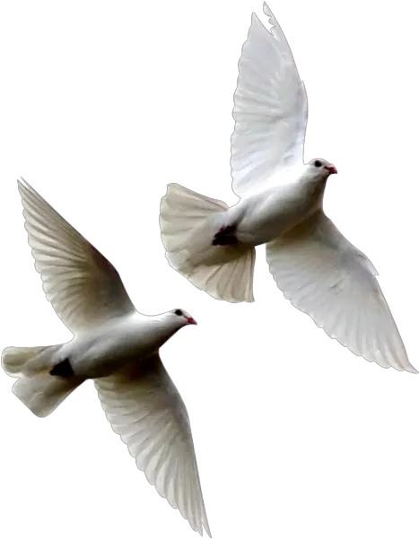  White Doves Psd Official Psds Dove Flying Away Png Dove Transparent