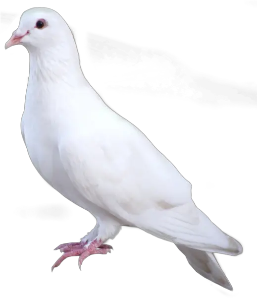  Dove Png Transparent Background Dove Png Dove Transparent