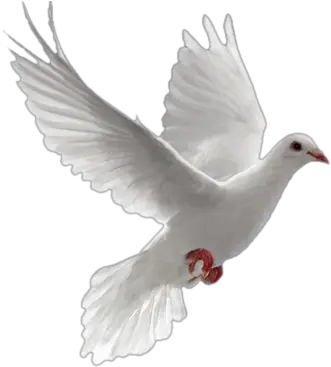  Paloma Png 2 Image Transparent Doves Flying Png Paloma Png