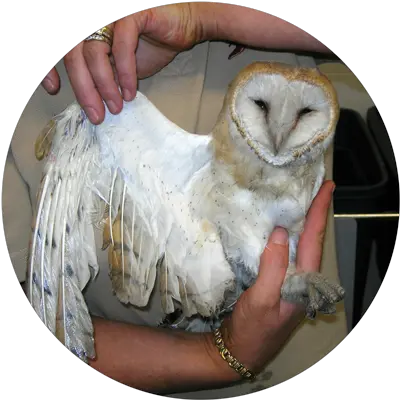  Ob Save Our Sanctuary Suffolk Owl Barn Owl Png Barn Owl Png