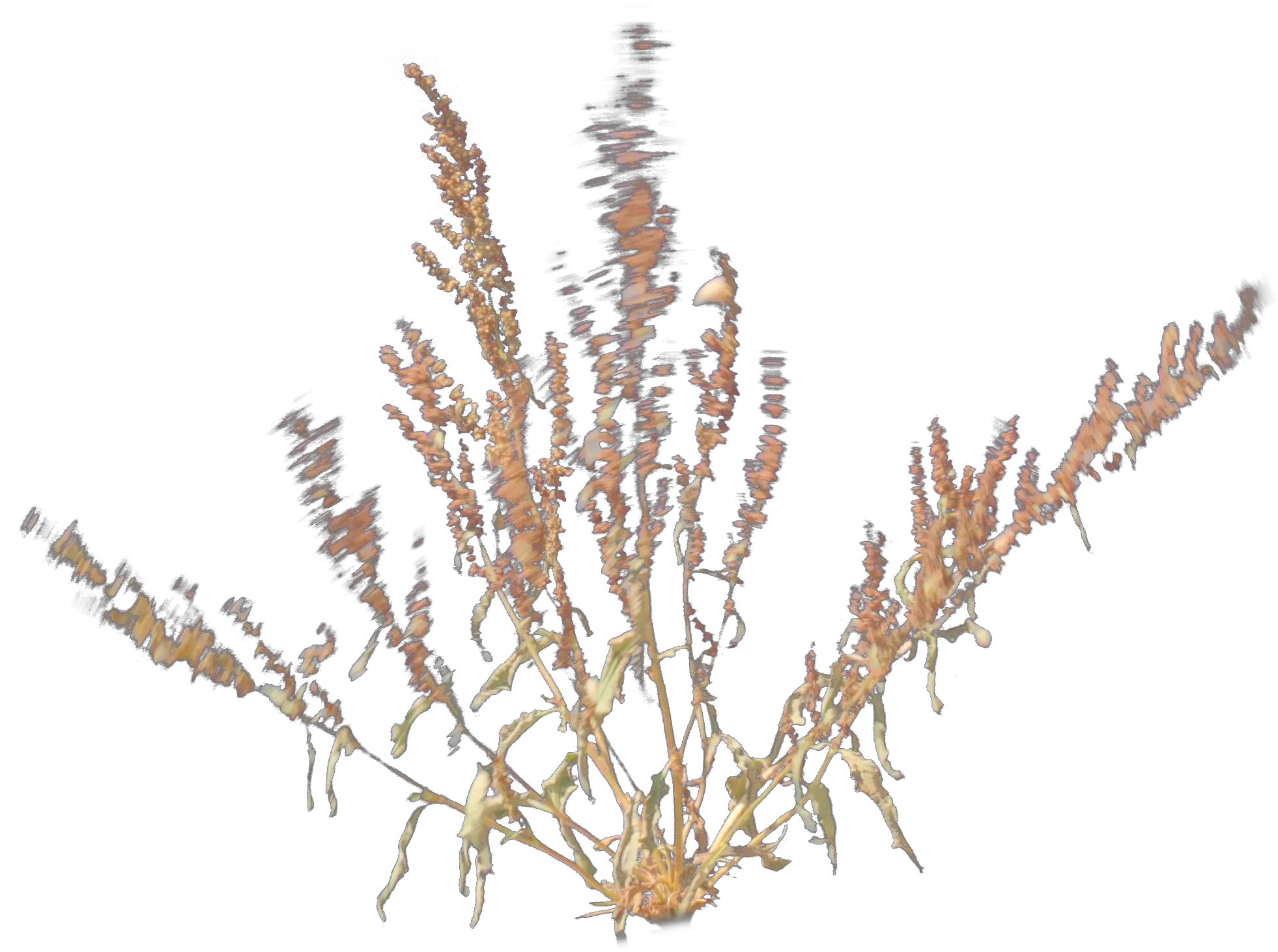  Desert Plant 1 Gust 3 Amaranthaceae Png Desert Plant Png