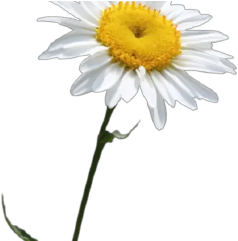  Daisy Clipart Transparent Background 14 Png