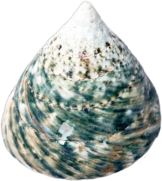  Sea Shells Png Seashell Sea Shell Png