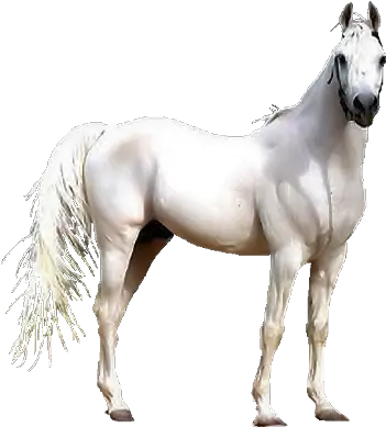  Download Renaissance Clipart Horse Transparent Background White Horse Png White Horse Png