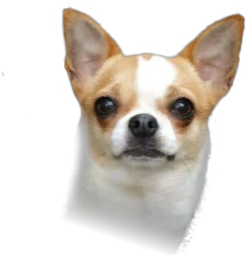  Corgi Chihuahua Puppy Png Dog Head Png