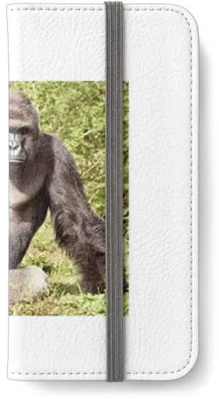  Harambe Gorilla Father Png Transparent