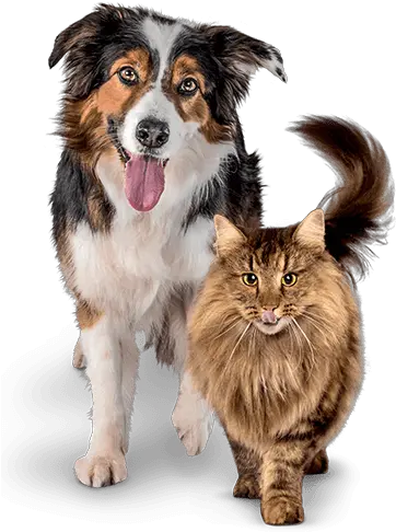  Premium Cat And Dog Dry Food Dog And Cat Png Dog And Cat Png