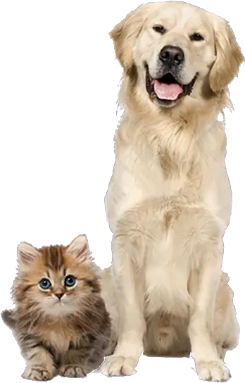  Pet Food Supply Store Colorado Springs Dog And Cat Png Dog And Cat Png