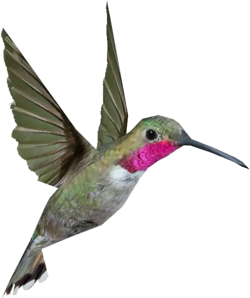  Hummingbird Png Background Image Ruby Throated Hummingbird Png Hummingbird Png