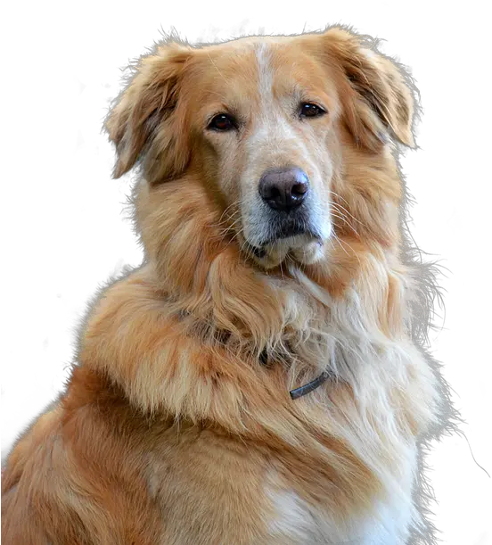  Golden Retriever Png Picture Old Golden Retriever Transparent Golden Retriever Transparent Background