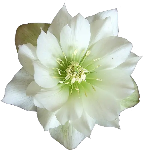  Download Hd Green And White Flower Flower Transparent Png Hellebore Png Green Flower Png