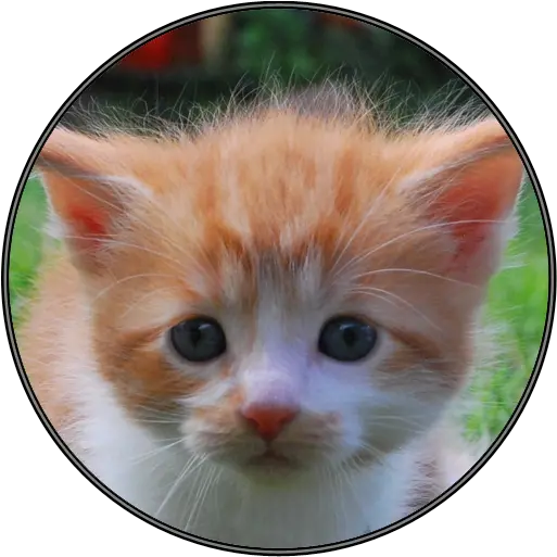  Amazoncom Funny Cat Kitten Sounds Appstore For Android Cat Png Funny Cat Png