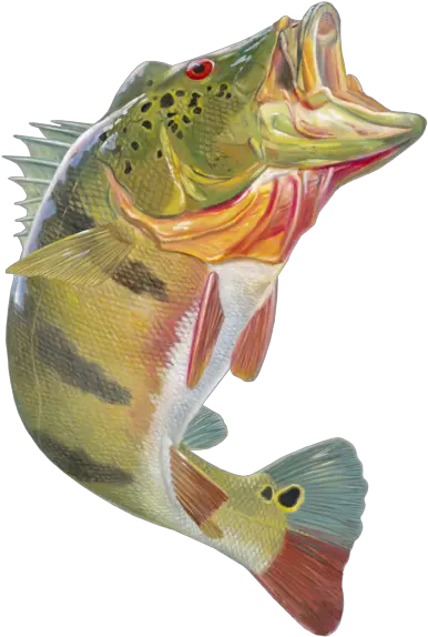  Png Free Bass Jumping Peacock Bass Png Bass Fish Png