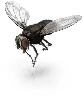  Fly Png Transparent File Fly Png Free Download Fly Png