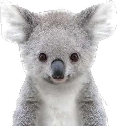  Koala Png Free Pic Baby Animal Prints Free Koala Transparent
