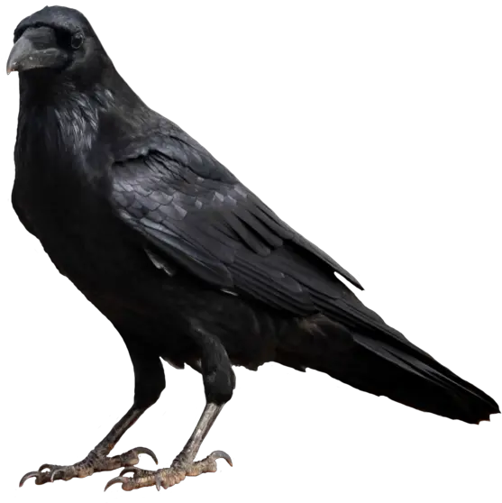  Crow Png High Transparent Background Crow Clipart Crow Transparent