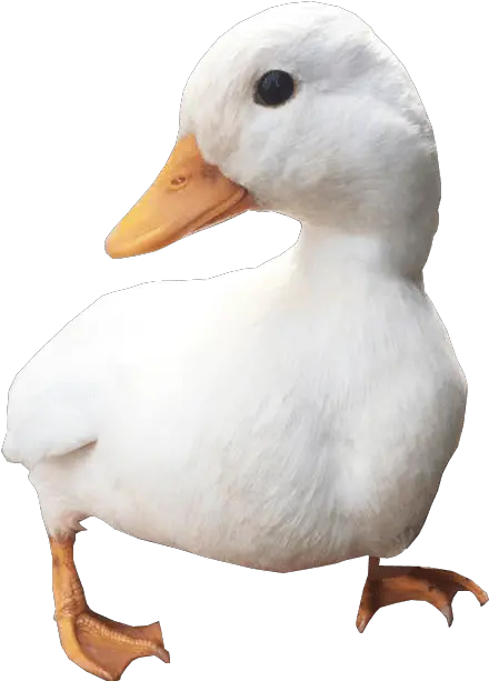  White Duck Png Free Download Transparent Background Duck Transparent Duck Png