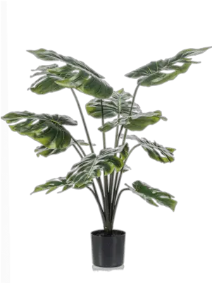  Nieuwkoop Europe Wild Grass Monstera Plante Png Wild Grass Png