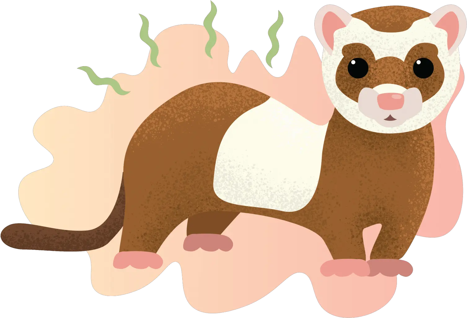  Why Do Ferrets Smell Learn How You Can Get Rid Of Their Ferrets Illustration Png Ferret Png