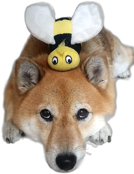  Shiba Inu Png Transparent Shiba Inu Shiba Inu Png