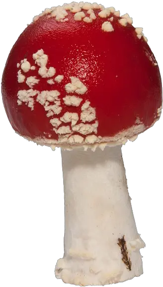  Amanita Muscaria Png Pic Mart Mushroom Transparent