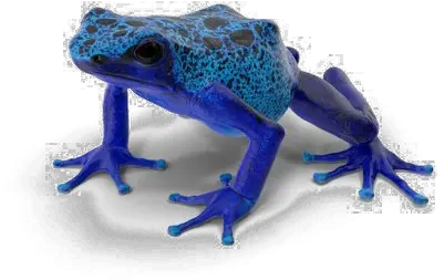  Poison Dart Frog Background Png Blue Poison Dart Frog Png Frog Transparent Background