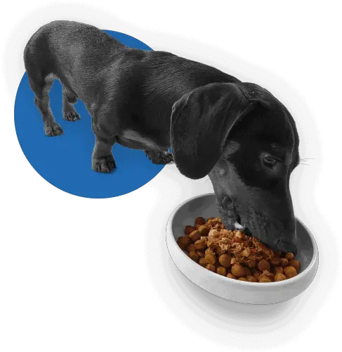  Dog Food And Nutrition Hepper Filler Png Dog Bowl Icon