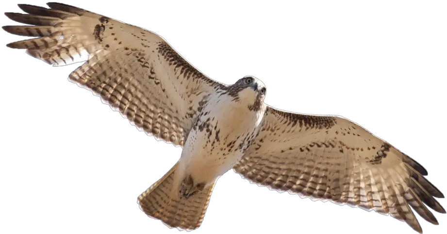  Red Tailed Hawk Png Royalty Free Red Tail Hawk Png Hawk Png