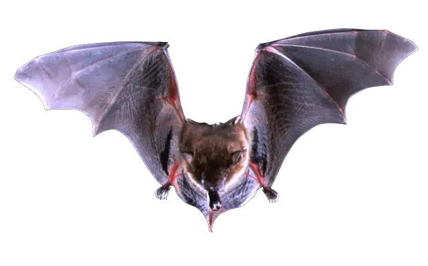  Free Png Images Download Bat Transparent Background