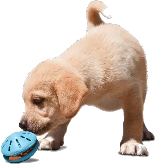  6 Dog Interactive Toys To Keep Your Pet Occupied During Kutya Játékok Png Dog Toy Png