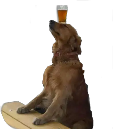  Download A Very Good Boy Transparent Ur Blog Png Doge Dog Transparent Dog Doge Transparent