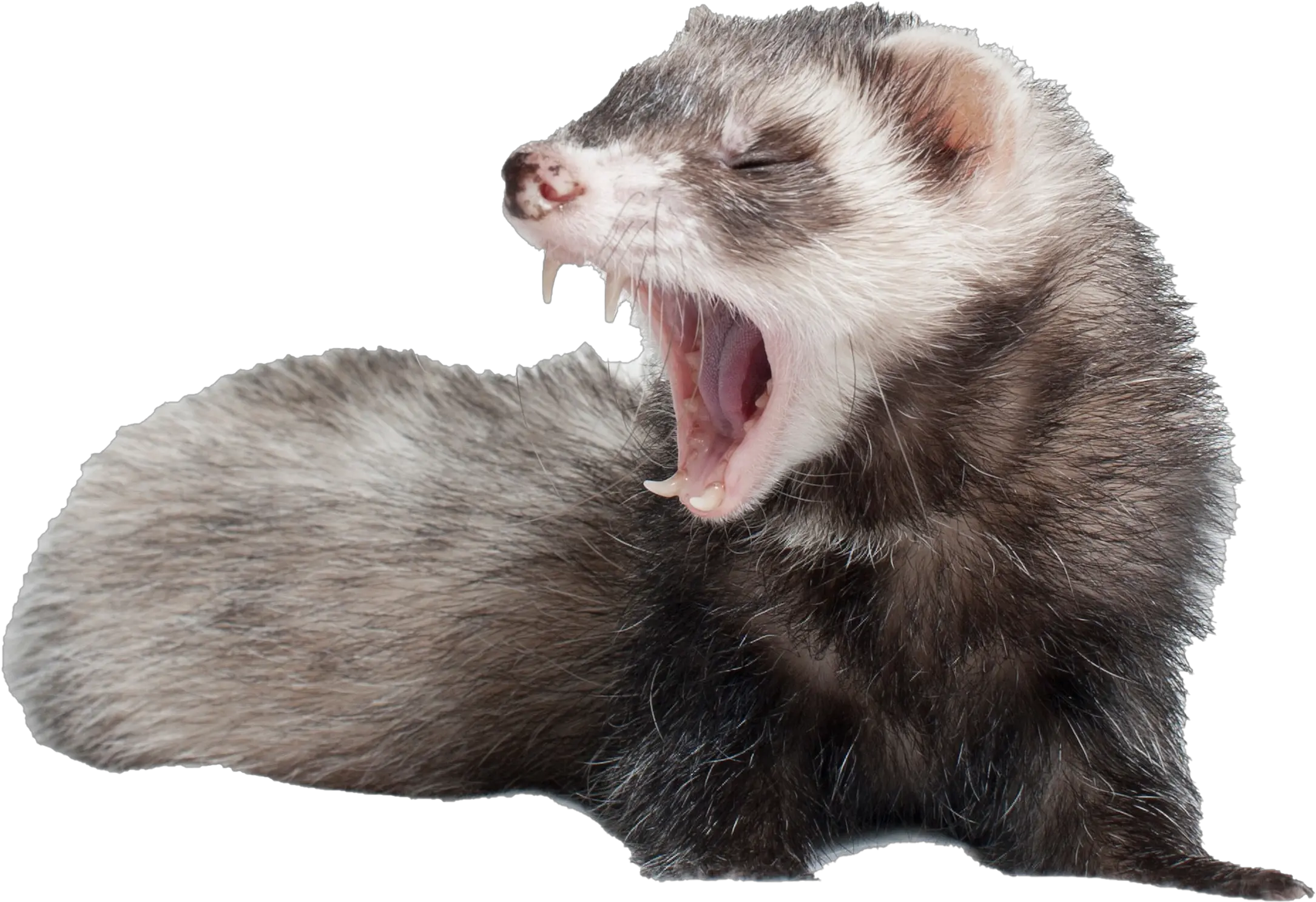  Ferret No Background Png Play Carrot Ferret Ferret Png