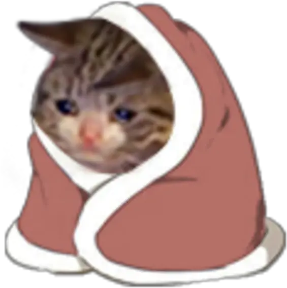  Sad Cat In A Blanket Crying Know Your Meme Sad Cat In Blanket Png Sad Cat Png