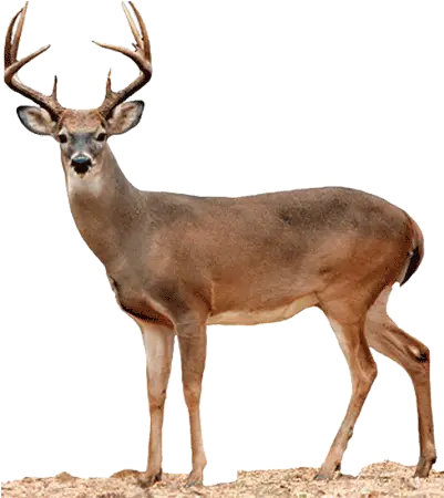  White Tailed Deer Png Picture 565464 Whitetail Deer Transparent Background Deer Png