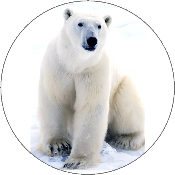  Learn French Alphabets Polar Bear Near The Arctic Circle Png Polar Bear Icon