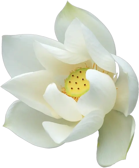  Download Free Png Background Lotustransparentflower White Lotus Png Lotus Transparent