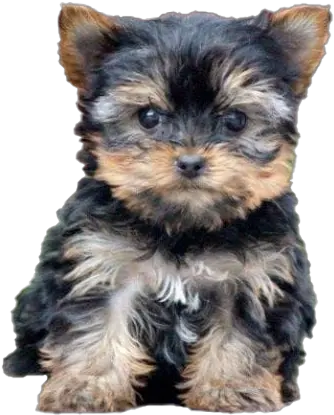  Yorkshire Terrier Puppy Png Free Image Yorkshire Terrier Puppy Puppy Png