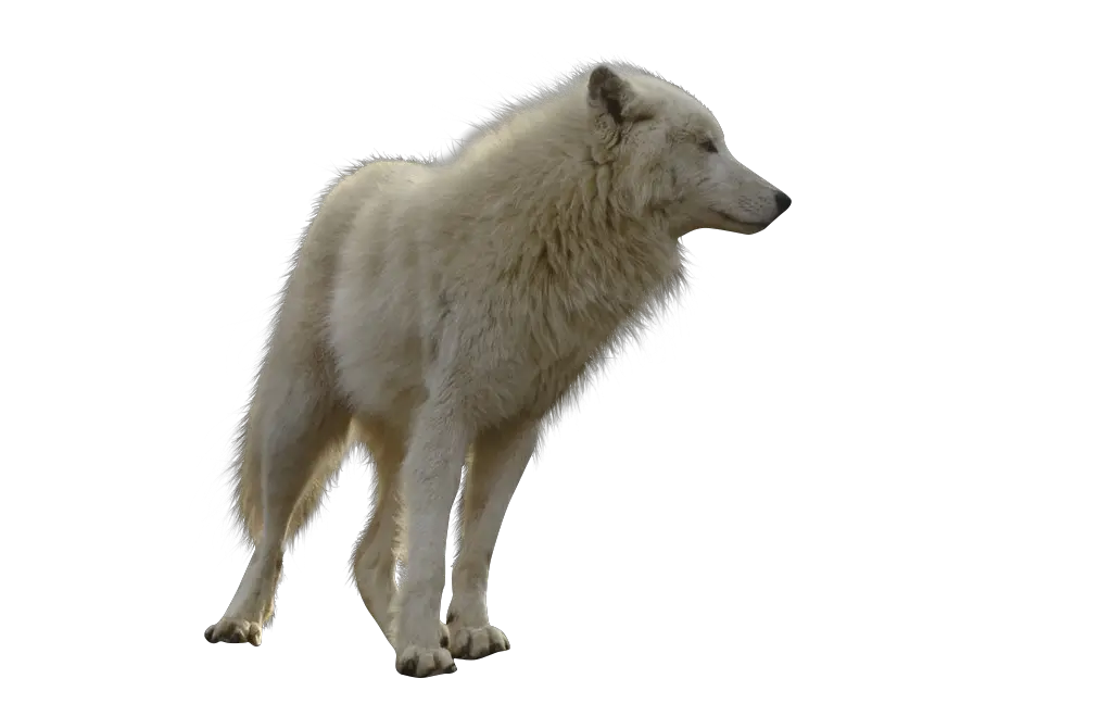  Wolf Transparent Background Png Image White Wolf Transparent Background Wolf Transparent