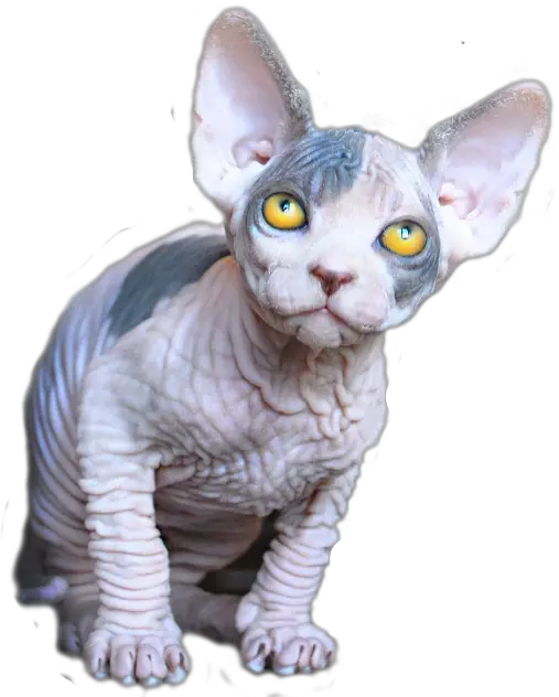  Kittens For Sale U2013 Ankh Amulet Minskin Png Ankh Transparent
