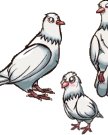  White Dove Homing Pigeon Png White Dove Png